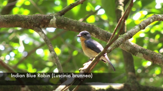 Sri Lanka - Birds Of Sri Lanka (hd)