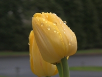 Rainy Day With The Tulips