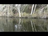 The Carp that got away!   Concord River, MA