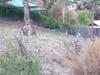 Banks and Tukka stalking roos