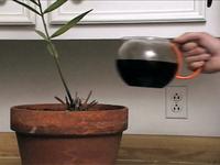 Plant - Decaf - Serda's Coffee