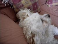 my fucking dog "LUcKY"