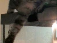 Catface vs Python