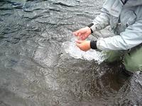 Catch and Release - Patagonia Argentina