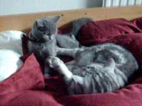 My cats fighting