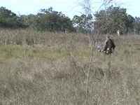 Hooter Bags a Boar