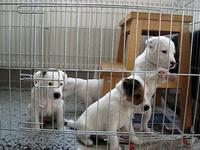 We want to play
