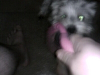 Tavi playing Tug O' War