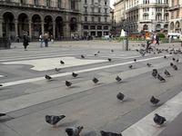 Pigeons - Flying Vermin