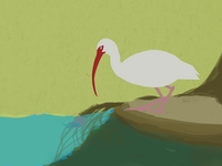 The Ibis