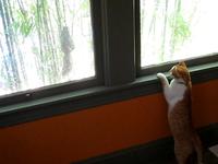 cat and squirrel