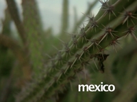 Spearfishing in Mexico (II)