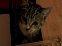 YOKO Happycat