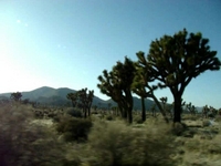 Joshua Tree drive with DS