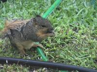 Squirrelio
