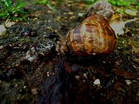 Business time, snail style!