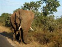 Elephant in Kruger Park