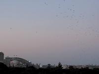 Sydney Bats on New Year's Eve 08/09