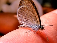Tiny Beautiful Butterfly
