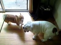 Pepperjack vs Buddha