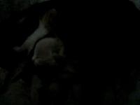 The Kittens' First Month