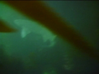 freedive spearfishing