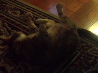 Cat at play...