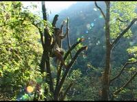 Wild Gold: Honey-Hunters of Nepal (Dir. Gore Gurung)