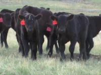 Cattle In The Springtime
