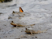 Mud Fish at Pulau Ubin