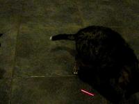 Chat + Pointeur Laser = La rigole, le retour.