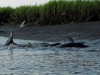 Friends of Kiawah River