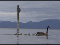 Lake Tahoe
