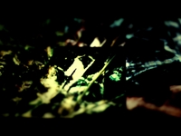 DreamB - Birds