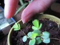 Sensitive Plant.