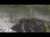 Beaver House