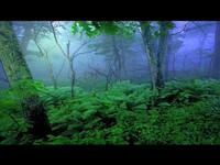 Enchanted Forest