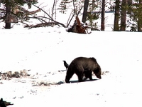 Grizzly Bear