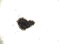 Drawing ants (1/3), 2006