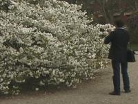 A Flowering Tree