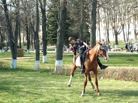 Horse