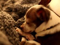 chihuahua test