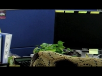 HD sample