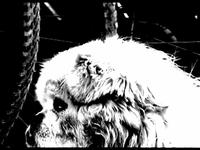 Let the Dog Sing
