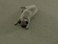Diaper vs. Pug