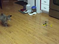 Cloe the kitten and my RC helicopter