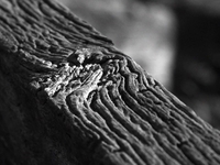 Weathered