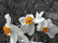 3-way color correction Flowers 3-way color correction Flowers