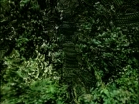 Green Test