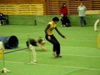 Buffy - Agility Trials February 2009
